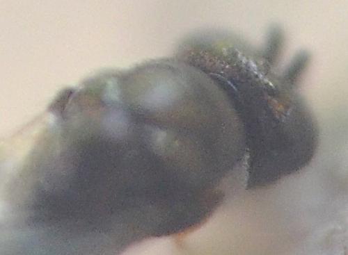 Hyperimerus pusillus